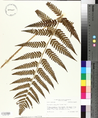 Dryopteris celsa image