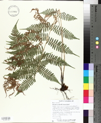 Dryopteris celsa image