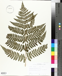 Dryopteris campyloptera image