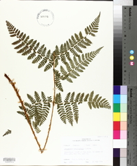 Dryopteris campyloptera image