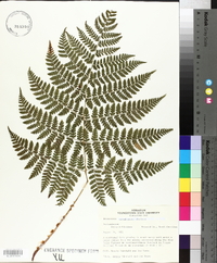 Dryopteris campyloptera image