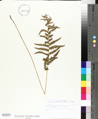 Dryopteris thelypteris var. pubescens image