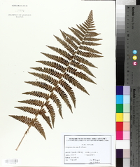 Dryopteris filix-mas image