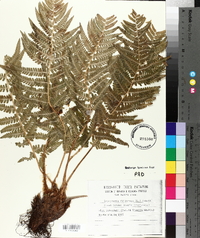 Dryopteris filix-mas image