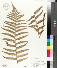 Dryopteris filix-mas image