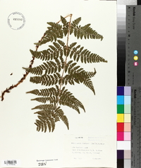 Dryopteris dilatata image