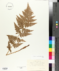 Dryopteris campyloptera image