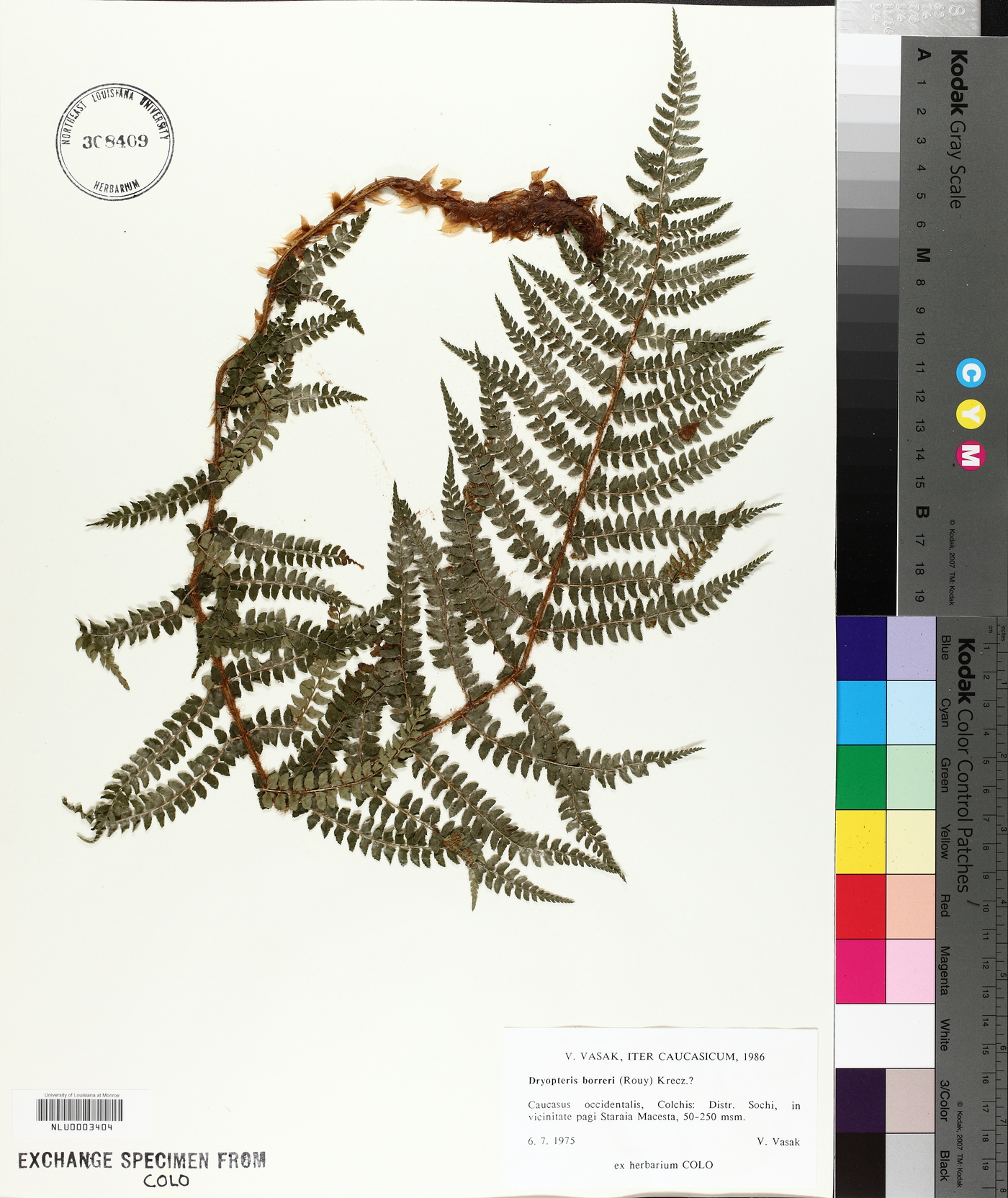 Dryopteris pseudomas image