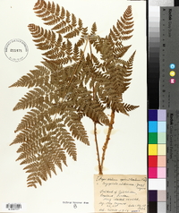 Dryopteris campyloptera image