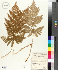 Dryopteris campyloptera image