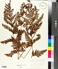 Dryopteris campyloptera image