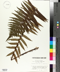 Dryopteris atrata image