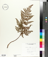 Dryopteris aemula image