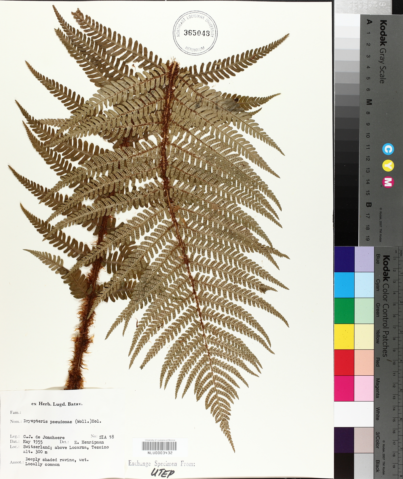 Dryopteris pseudomas image