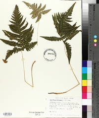 Dryopteris phegopteris image