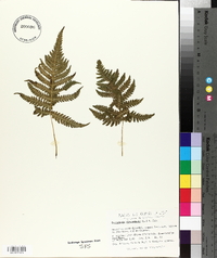 Dryopteris phegopteris image