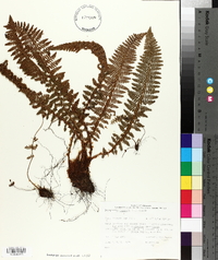 Dryopteris fragrans image