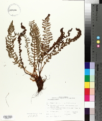 Dryopteris fragrans image