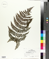 Dryopteris campyloptera image