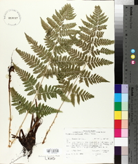 Dryopteris campyloptera image