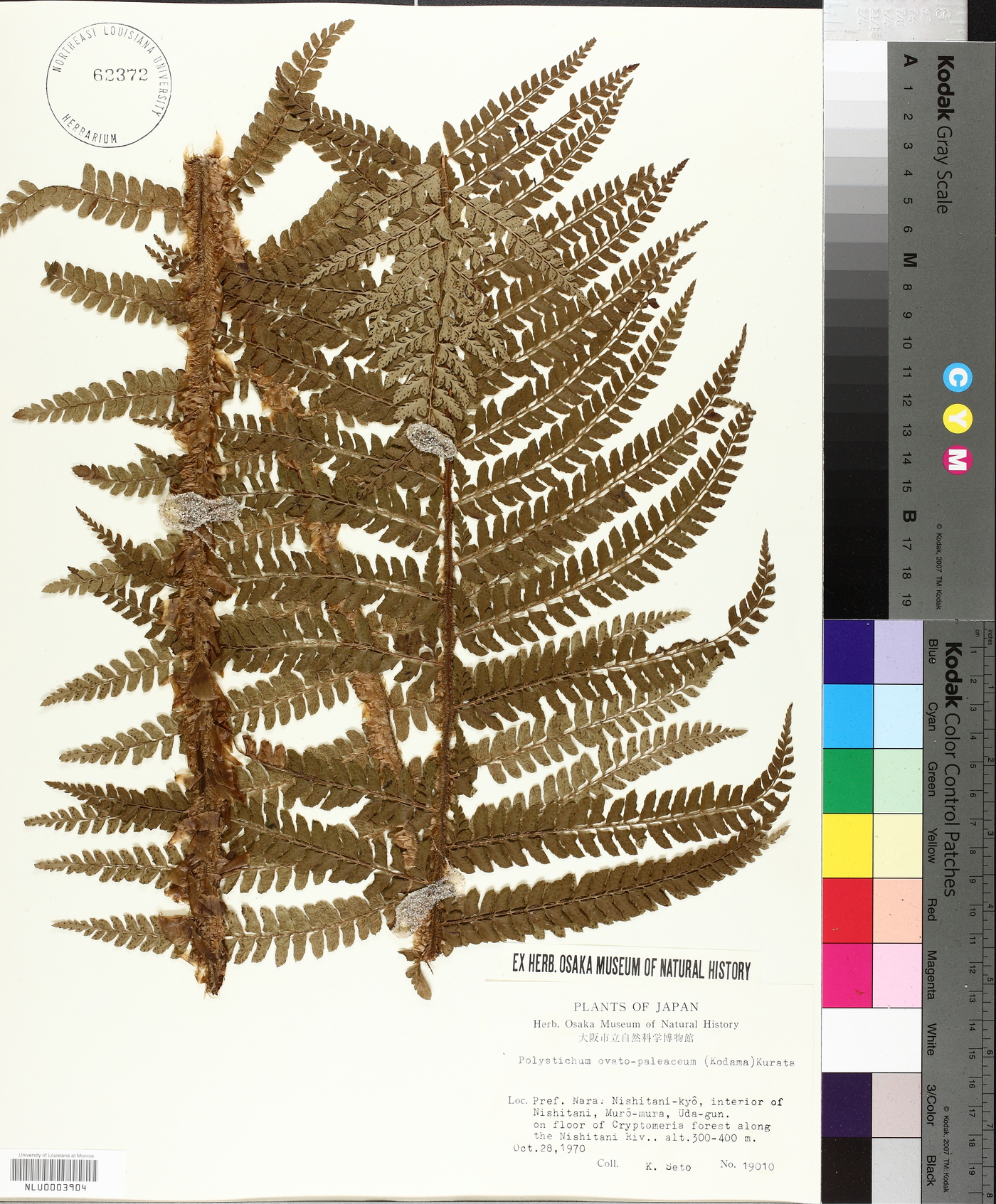 Polystichum ovatopaleaceum image