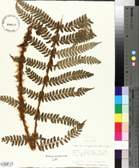 Polystichum retrosopaleaceum image