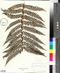 Polystichum retrosopaleaceum image