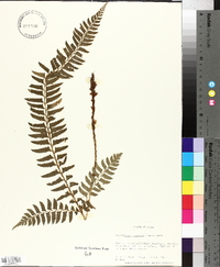 Polystichum tripteron image