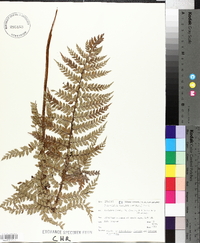 Polystichum vestitum image