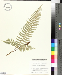 Polystichum tripteron image