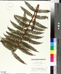 Polystichum tagawanum image