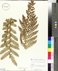 Polystichum luerssenii image