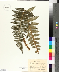 Polystichum braunii image