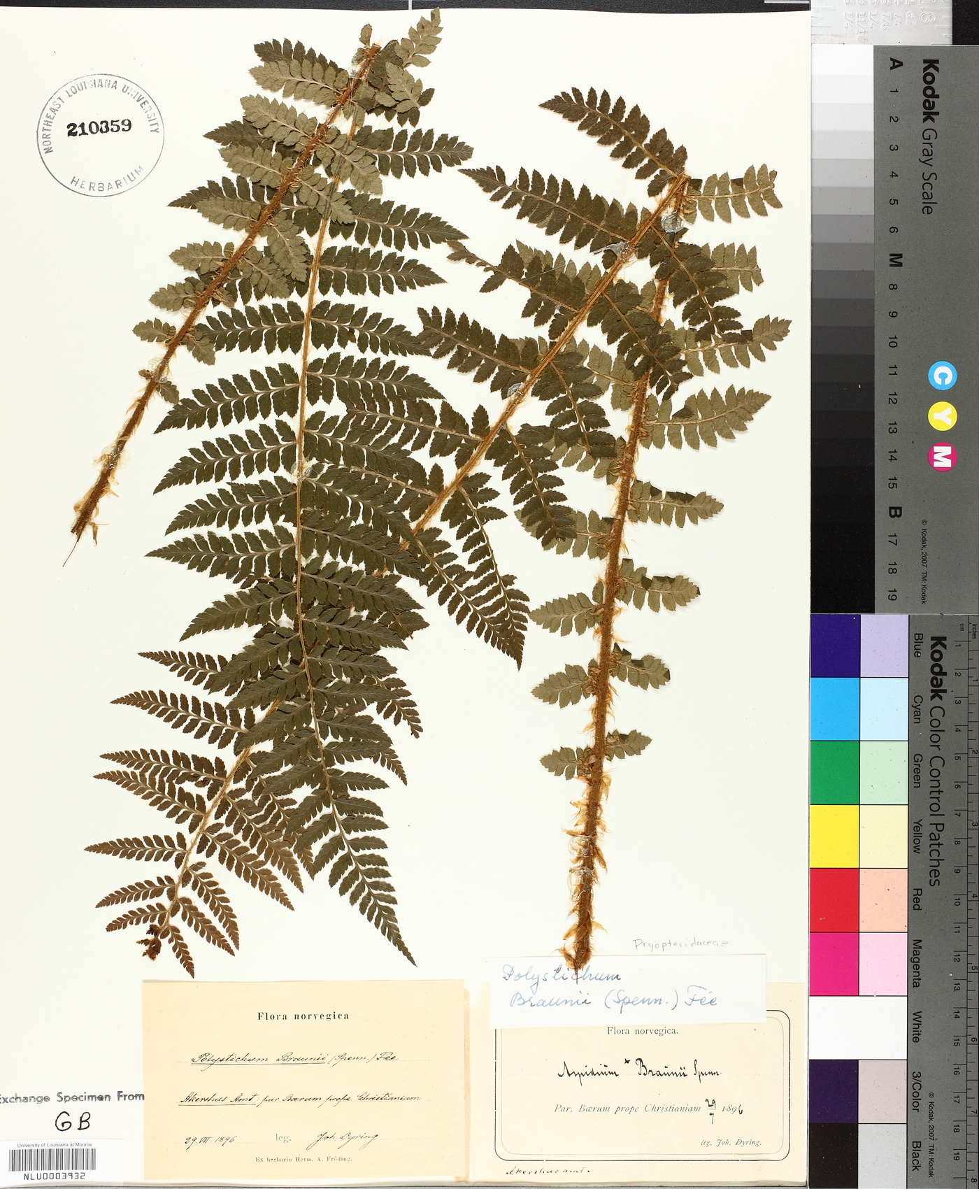 Polystichum braunii image