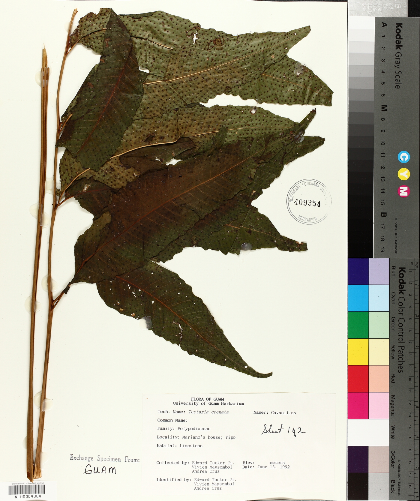 Tectaria crenata image