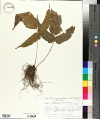 Tectaria heracleifolia image