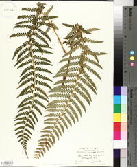 Polystichum lonchitis image