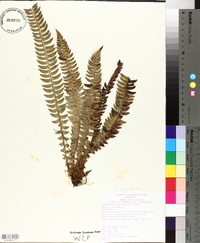 Polystichum lonchitis image