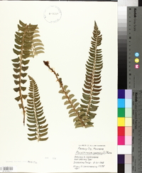 Polystichum lonchitis image