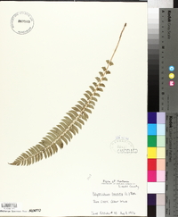 Polystichum lonchitis image