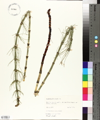 Equisetum fluviatile image