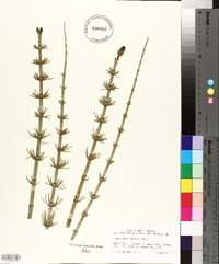 Equisetum fluviatile image