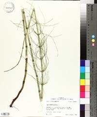 Equisetum fluviatile image