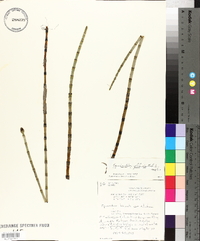 Equisetum fluviatile image