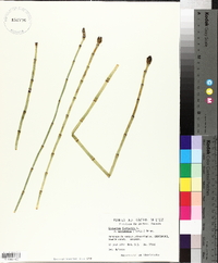 Equisetum fluviatile image