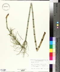 Equisetum fluviatile image