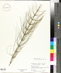 Equisetum fluviatile image