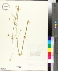 Equisetum fluviatile image