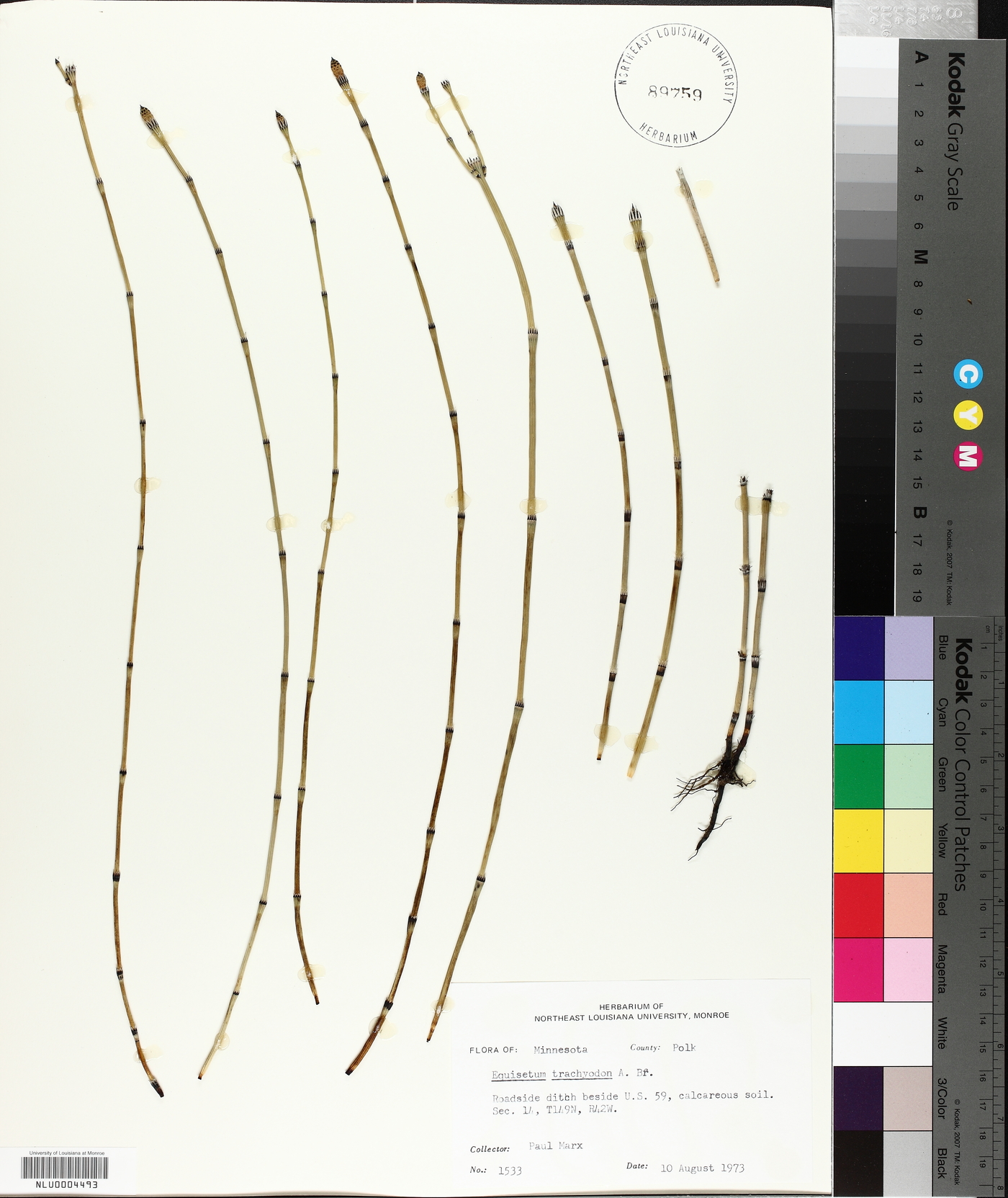 Equisetum trachyodon image