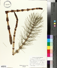 Equisetum telmateia image